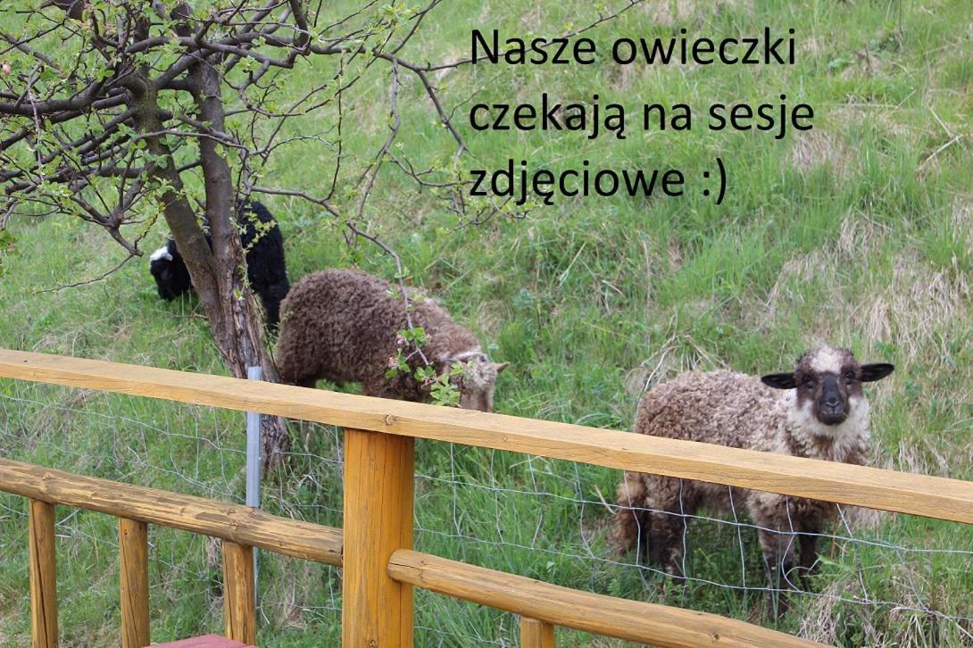 Domki Pod Zielonym Wierchem Zakopane Ngoại thất bức ảnh